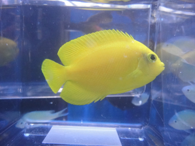海水魚・サンゴ・水草・わびくさ・淡水魚_f0189122_1316935.jpg