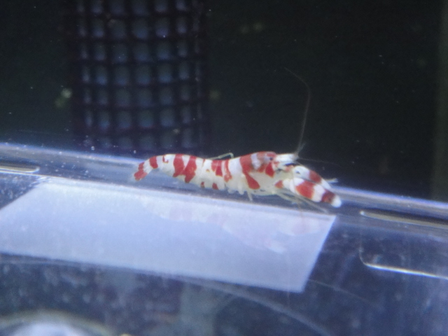 海水魚・サンゴ・水草・わびくさ・淡水魚_f0189122_13175598.jpg