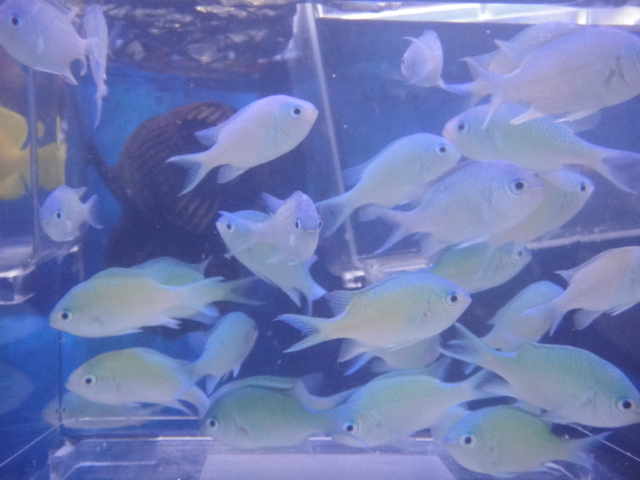 海水魚・サンゴ・水草・わびくさ・淡水魚_f0189122_13181995.jpg