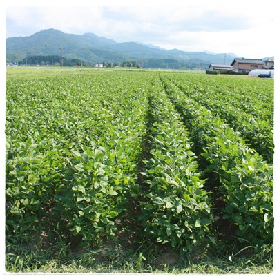 庄内の畑で だだ茶豆_c0141025_16571625.jpg