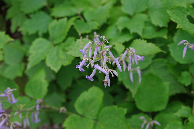f0007926_11175553.jpg