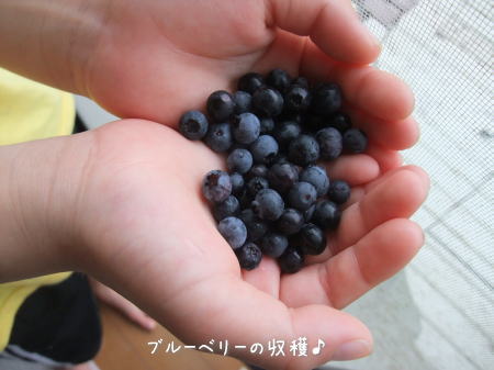 ドリーム講習会 生徒さんの作品♪_f0023333_882084.jpg