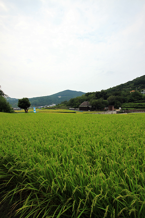 小豆島時間_e0149941_11195280.jpg