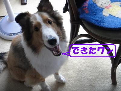 Stand Up! をおぼえたワン♪_e0195743_23511527.jpg