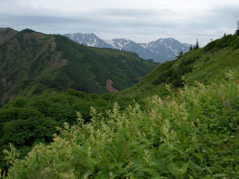 山と高山植物　　_d0149245_2321124.jpg