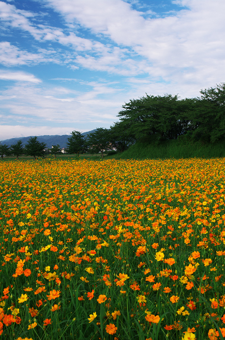 花畑のある風景 藤原宮跡 花景色 K W C Photoblog