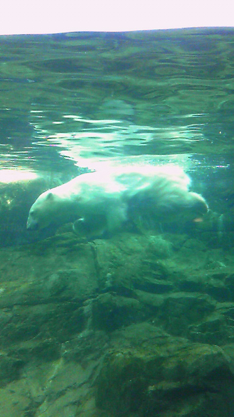 八木山動物園_f0223157_1351925.jpg