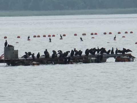 オホーツク名残の夏鳥たち。_b0165760_157388.jpg