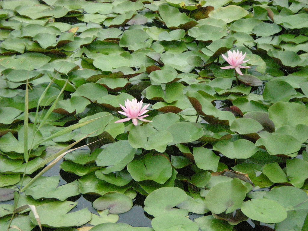 2010年 8月18日(水)「エリザベート」を観に行ったよ!_f0060461_1038291.jpg