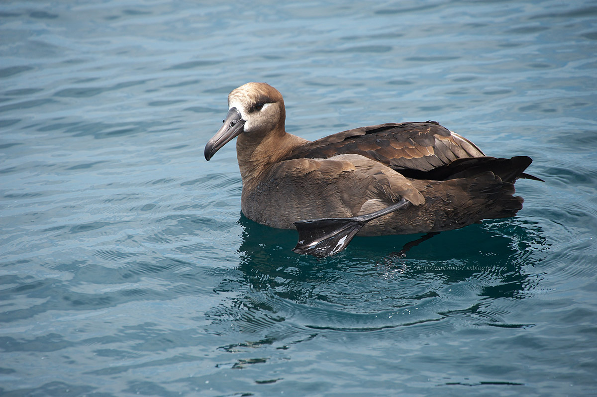 クロアシアホウドリ2_f0145362_20543449.jpg