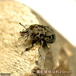 ムナコブクワガタ “クイーンズランド産”_b0052564_9595787.jpg