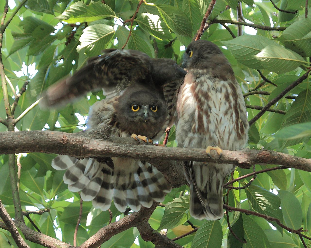 アオバズクの羽伸ばし、弟は控えめ_f0105570_21405450.jpg