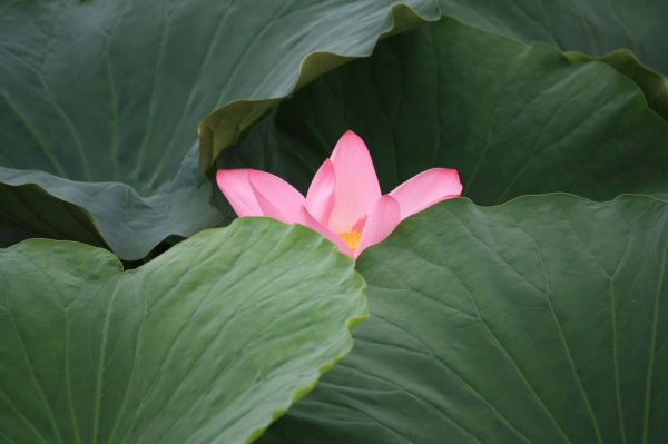 湖岸の花に_b0055171_1537196.jpg