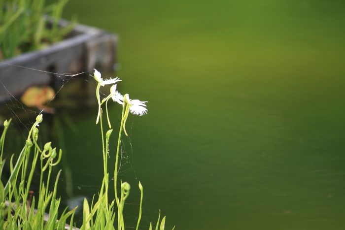 水辺の花と蝶たち♪～多摩川台公園より_e0195587_1922942.jpg