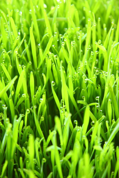 Wheatgrass Juice_e0122193_14282694.jpg