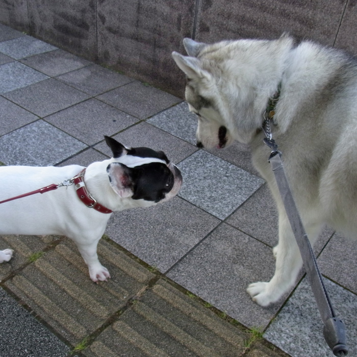 お散歩あつい by CX2 & GRD3_c0049299_11515632.jpg