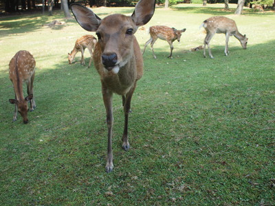 あうっシカない (追記あり)_c0160822_22562279.jpg
