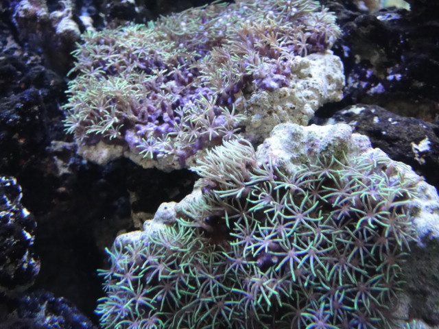 海水魚・サンゴ・水草・わびくさ・淡水魚_f0189122_10514281.jpg