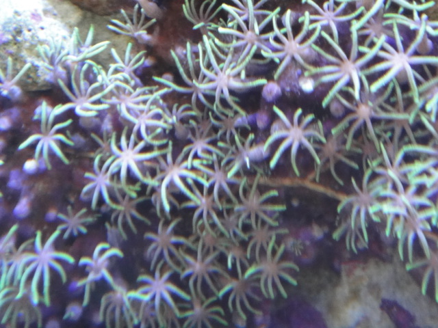 海水魚・サンゴ・水草・わびくさ・淡水魚_f0189122_10515552.jpg
