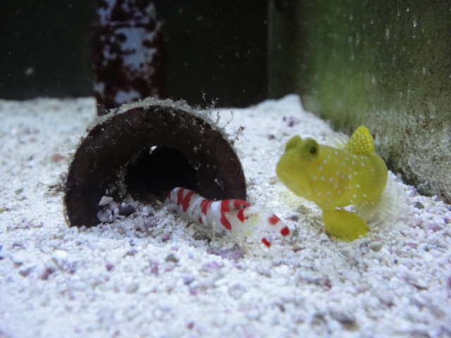 海水魚・サンゴ・水草・わびくさ・淡水魚_f0189122_1051834.jpg