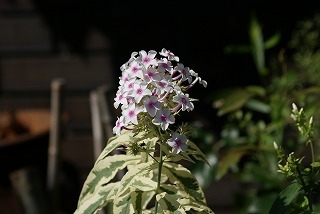 f0170524_18331035.jpg