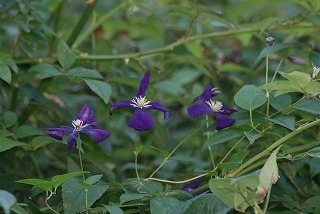 f0170524_18374328.jpg