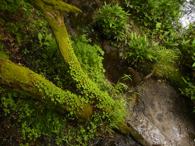 f0204425_8471496.jpg