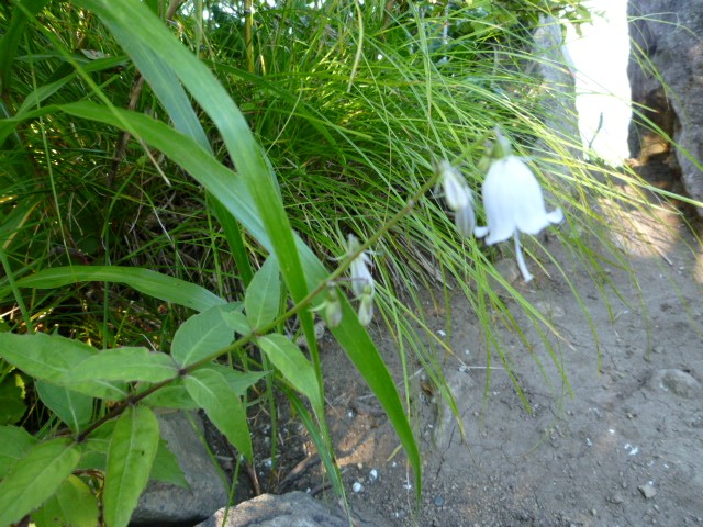 1343)　登山 2010.8.18　「銭函天狗山　536.7ｍ　銭函コース　　晴れ」_f0126829_1353223.jpg