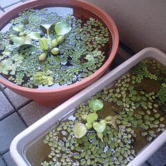 d0048332_11272347.gif