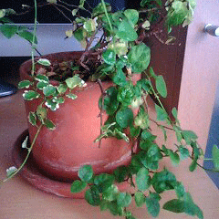 d0048332_11322871.gif