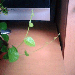 d0048332_11331284.gif