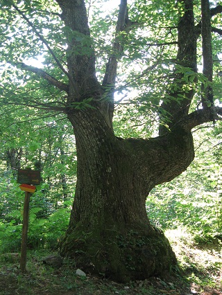 野イチゴあふれる山の小道_f0234936_22265943.jpg