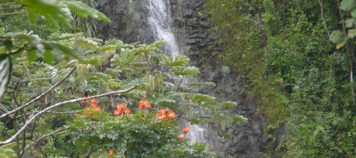 MANOA FALLS TRAIL_a0132260_16582439.jpg