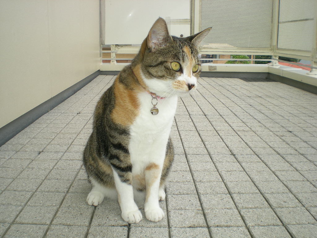 2010年8月19日(木)今日は涼しいね^0^_f0060461_1052279.jpg