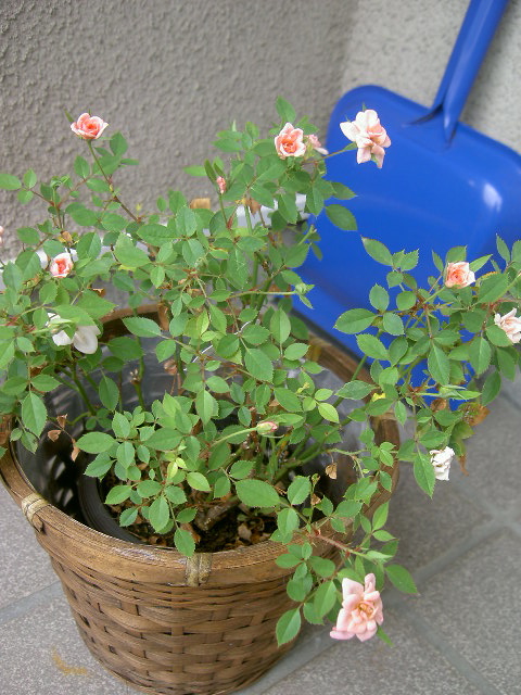 d0171071_90413.jpg