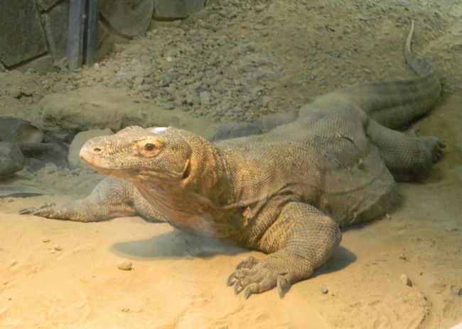 インドネシアの至宝コモドオオトカゲとインドネシアの動物 日本の動物園 水族館ランキング18 黄金絹毛鼠 コガネキヌゲネズミ インドネシアの至宝コモドオオトカゲとインドネシアの動物 日本の動物園 水族館ランキング18 黄金絹毛鼠 コガネキヌゲネズミ
