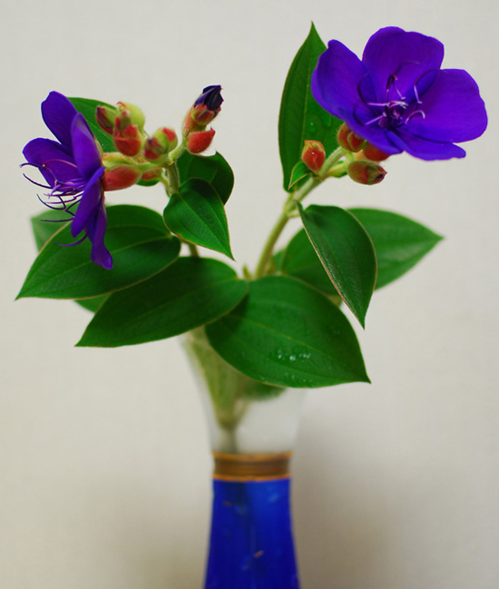 c0009981_55205.jpg
