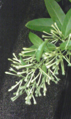 e0054290_185363.jpg