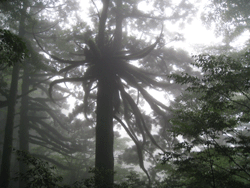 c0220592_13293660.gif