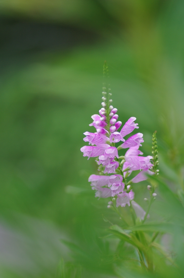 purple in green_d0122898_22125038.jpg