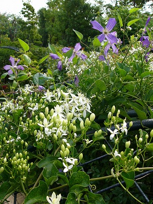 白いアスター　と　今日の庭の花_a0123003_19416.jpg