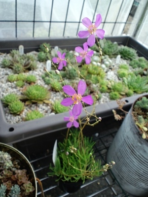 夏にぴったりの多肉ちゃん 草花火 ひなこたのタニクblog