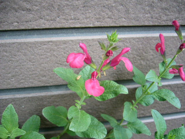 d0000324_17269.jpg