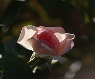f0170524_13365564.jpg