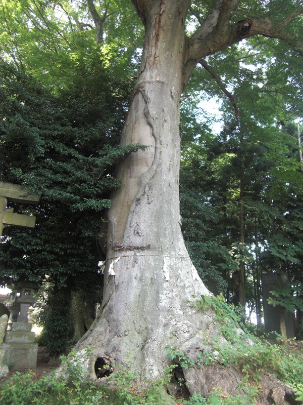 栃木名木百選　　藤岡神社の欅_e0174926_121086.jpg