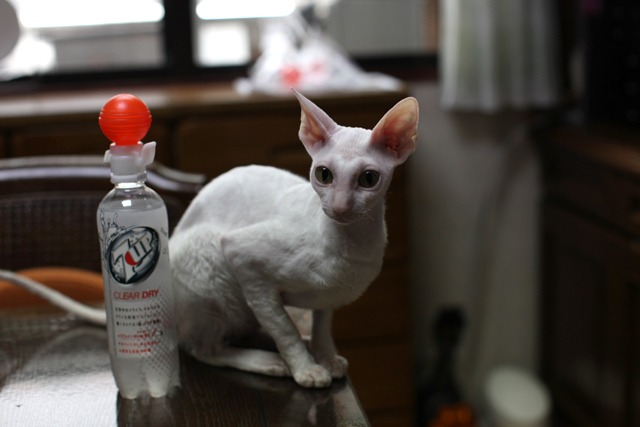 炭酸キーパー_e0048332_15225063.jpg