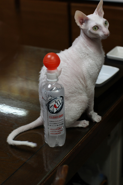 炭酸キーパー_e0048332_1529127.jpg