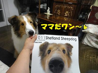 The Dogのカレンダー♪_e0195743_01033.jpg