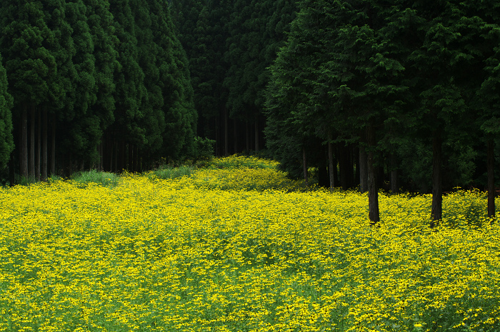 京都・花畑シリーズその1(花脊・オオハンゴンソウ)_f0155048_10334179.jpg