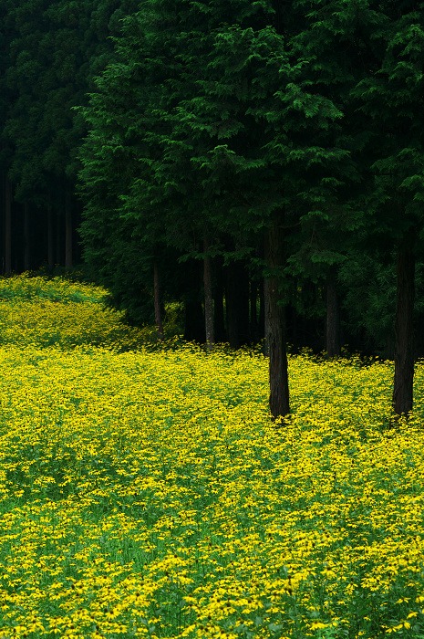 京都・花畑シリーズその1(花脊・オオハンゴンソウ)_f0155048_10344370.jpg